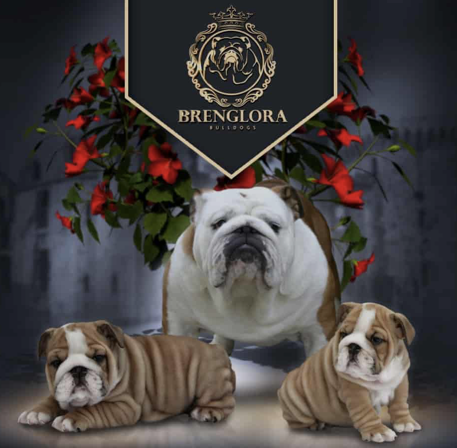 Brenglora Bulldogs Challenges the English Bulldog Health Narrative with Dogs Living Up to 17 Years Through Responsible Breeding